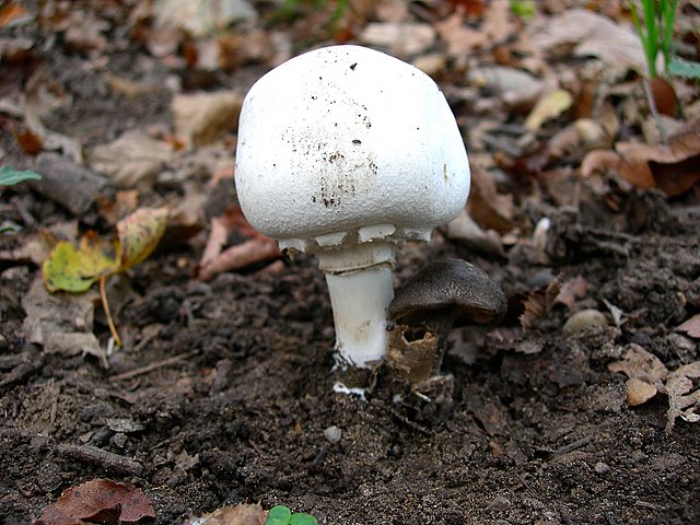 Volvariella  terrea  sp.nov.